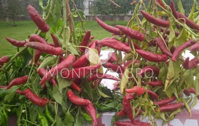 MONITUS AGRO d.o.o.