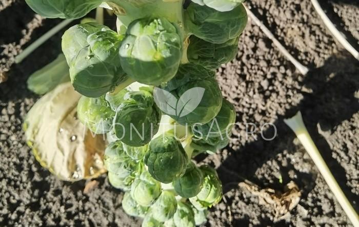 MONITUS AGRO d.o.o.