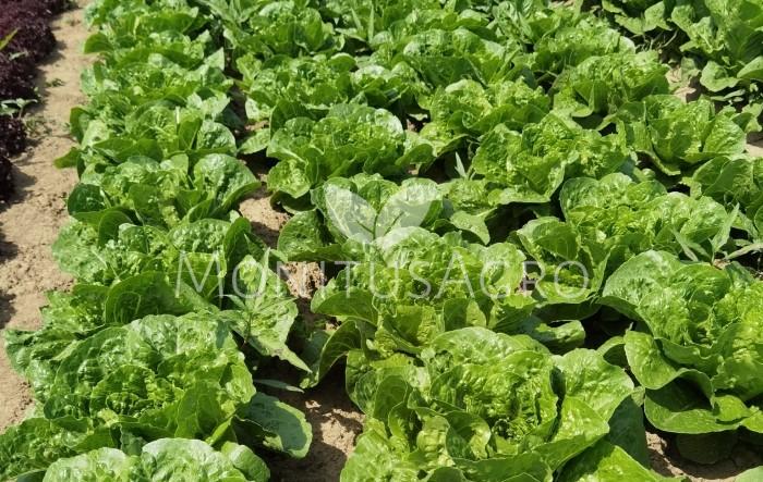 MONITUS AGRO d.o.o.