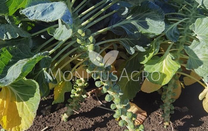 MONITUS AGRO d.o.o.