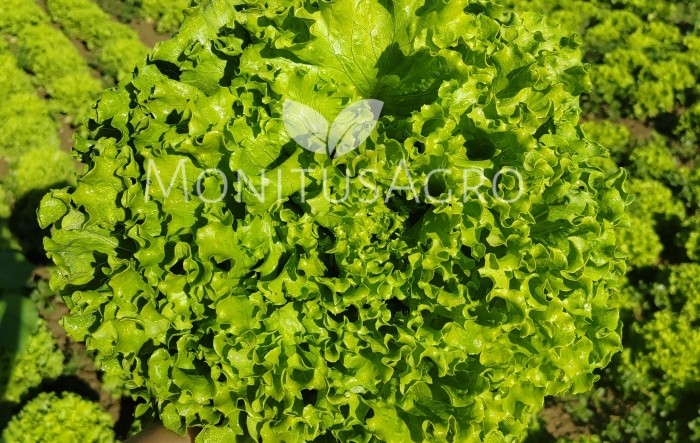 MONITUS AGRO d.o.o.