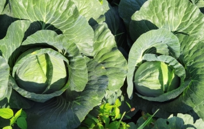 MONITUS AGRO d.o.o.