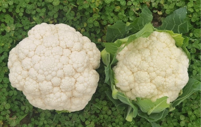 MONITUS AGRO d.o.o.
