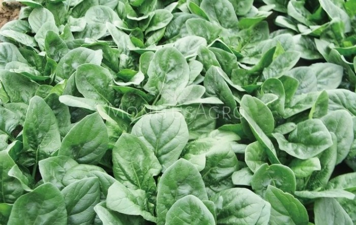 MONITUS AGRO d.o.o.