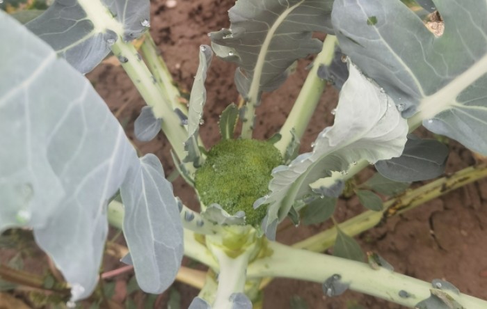 MONITUS AGRO d.o.o.