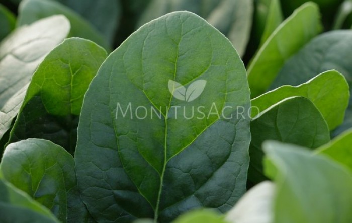 MONITUS AGRO d.o.o.
