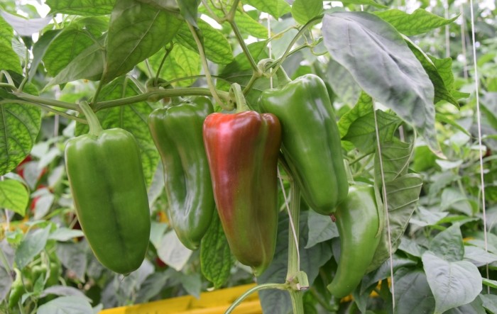 MONITUS AGRO d.o.o.