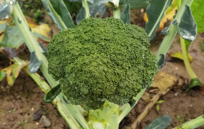 MONITUS AGRO d.o.o.