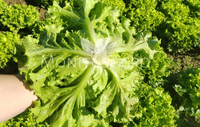 MONITUS AGRO d.o.o.